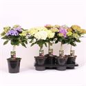 Bild von Kp17 Hortensia Divers